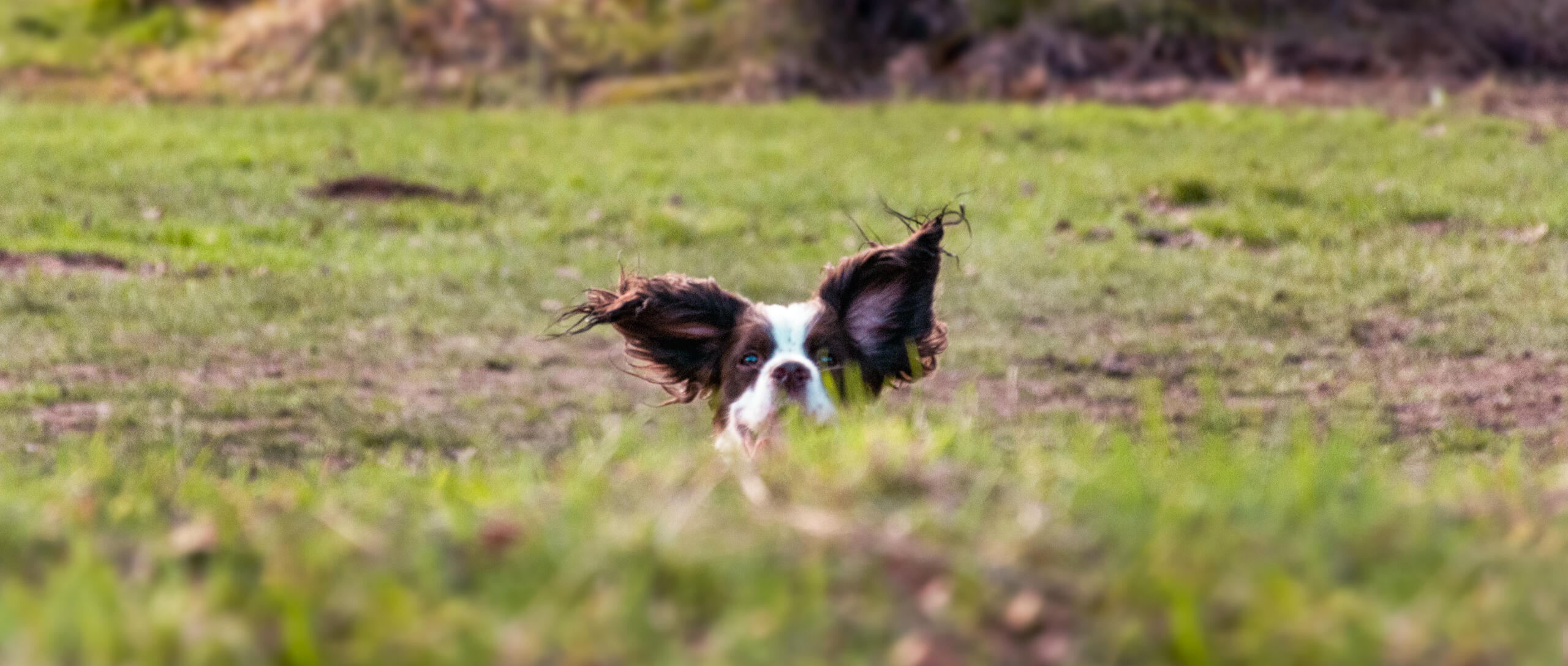 Springer spaniel looking over hill