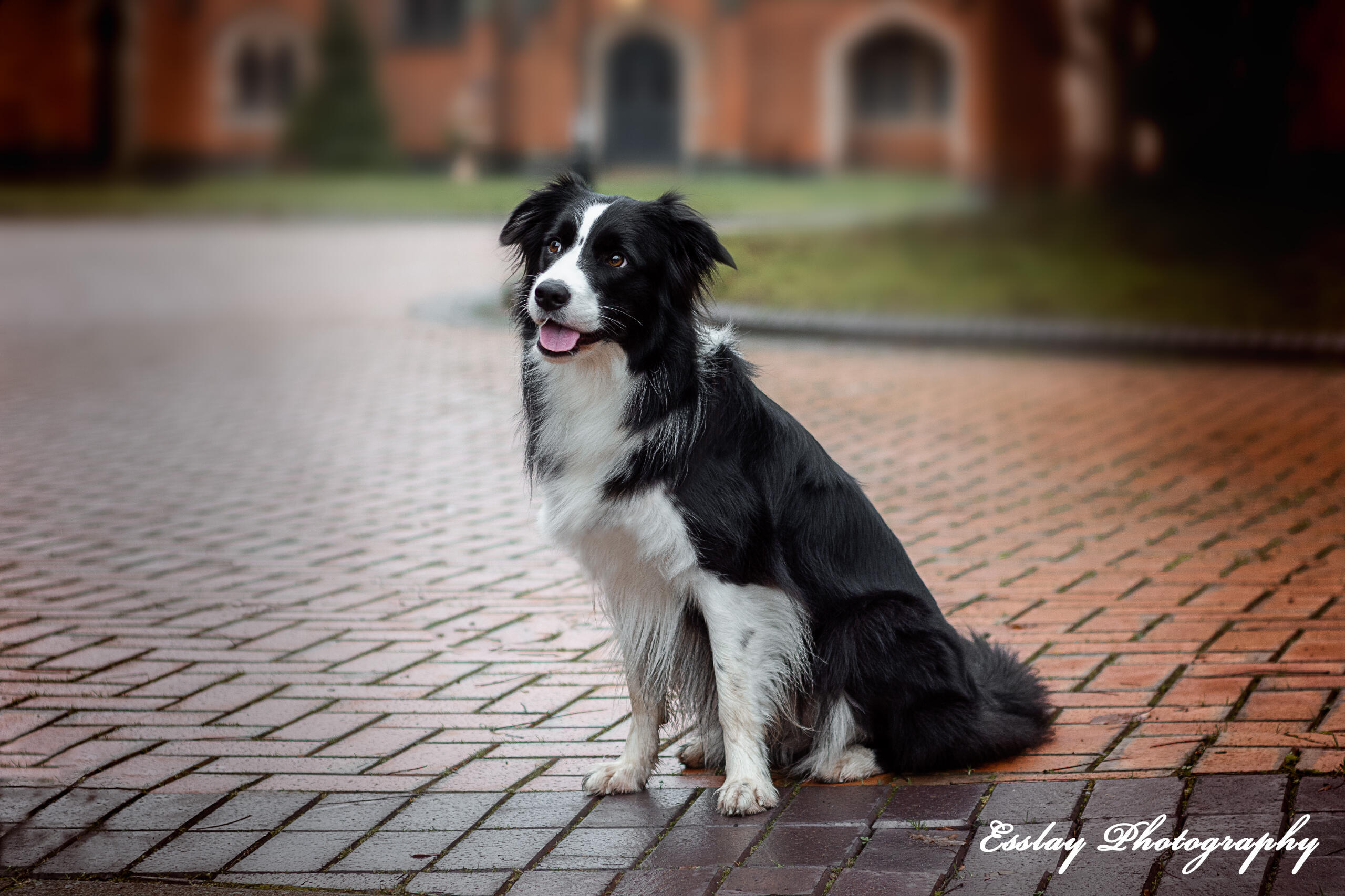 Border Collie posing in Bedworth Almshouses