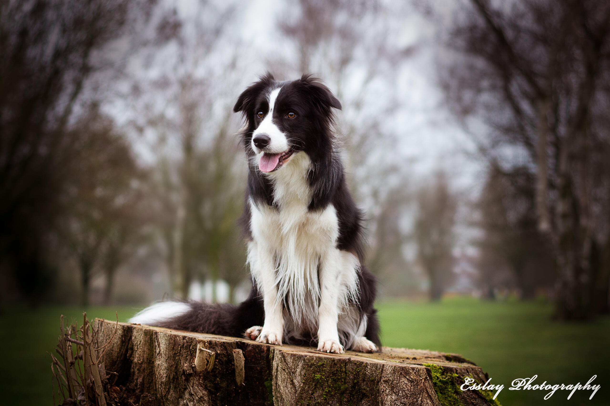 Border Collie posing on a tree stump