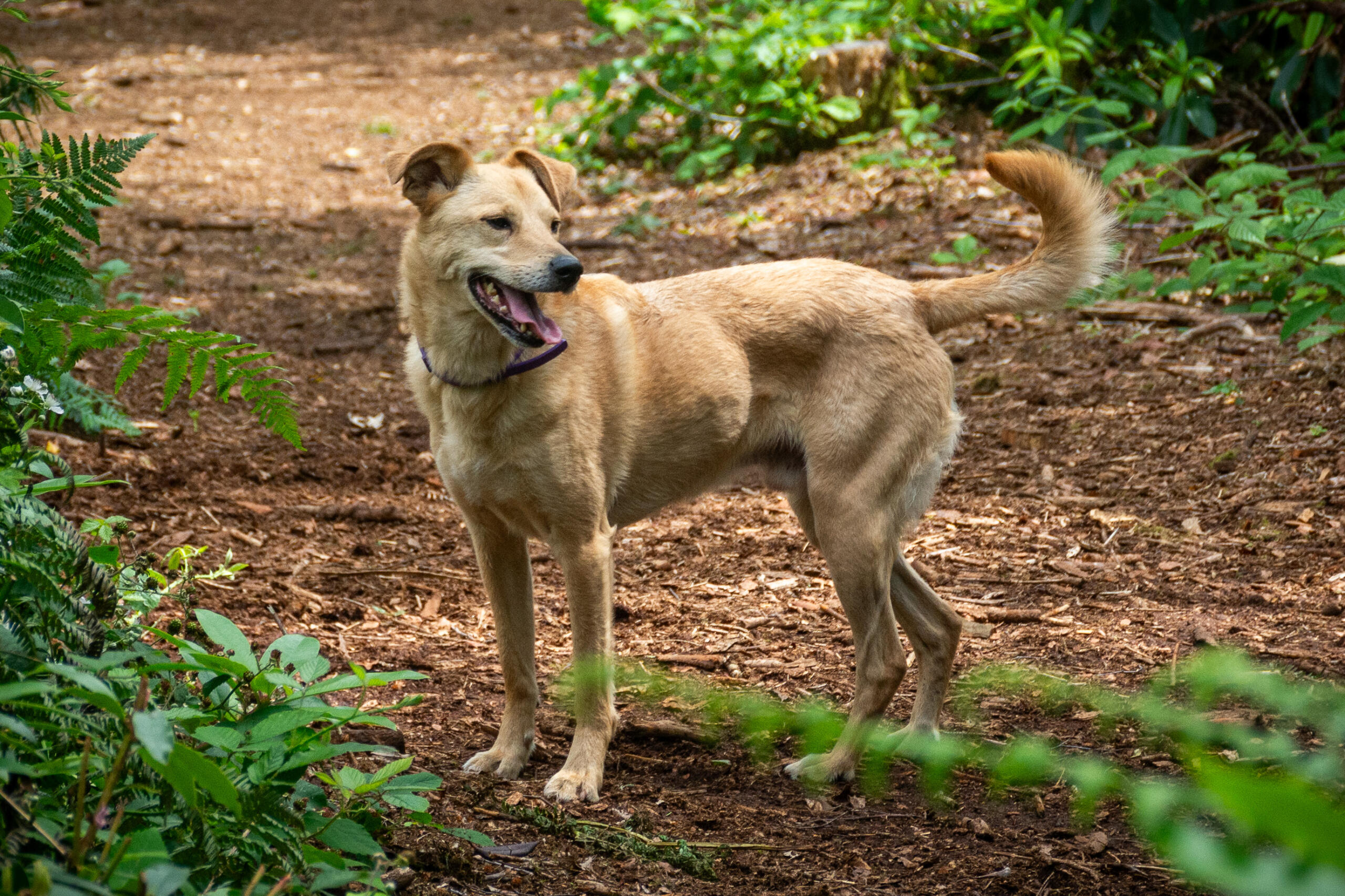 Small ginger dog in the woods