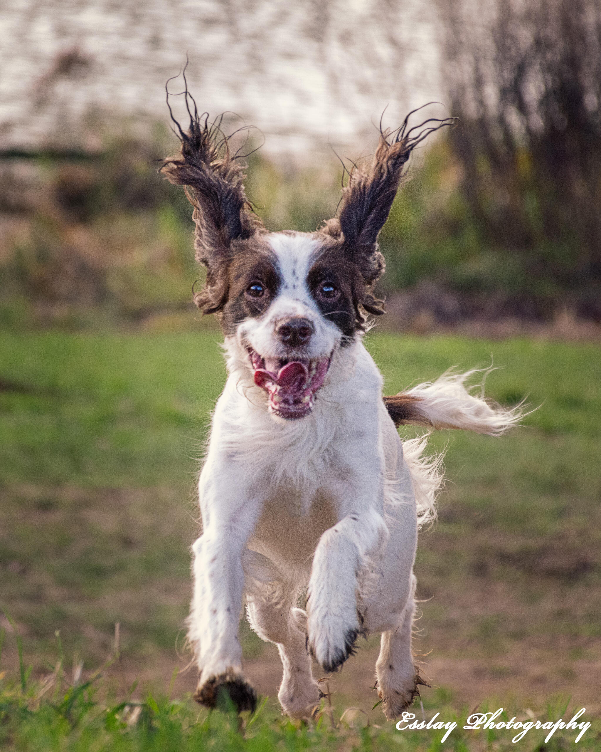 Springer Spaniel running