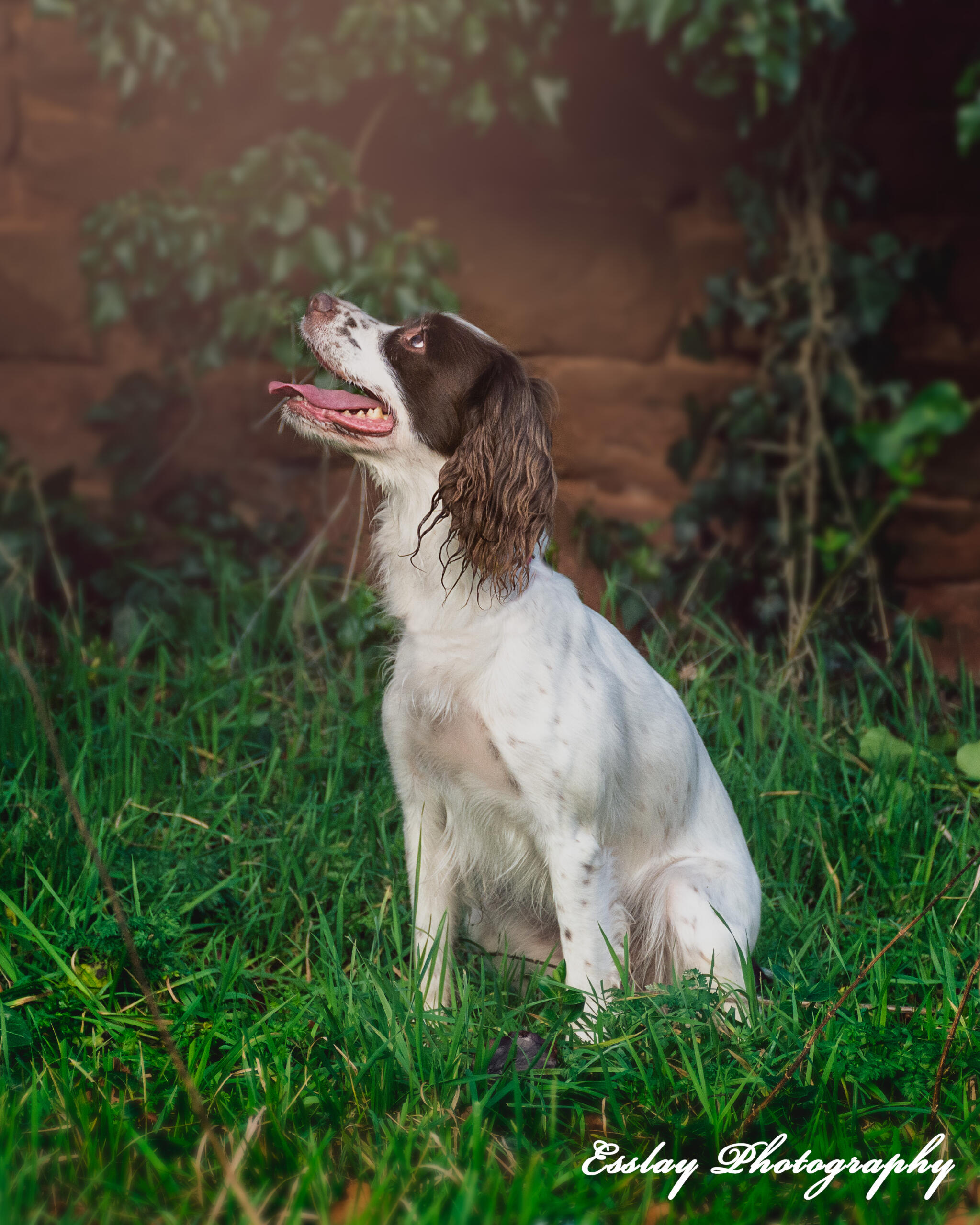 Springer Spaniel sat on grass near a wall