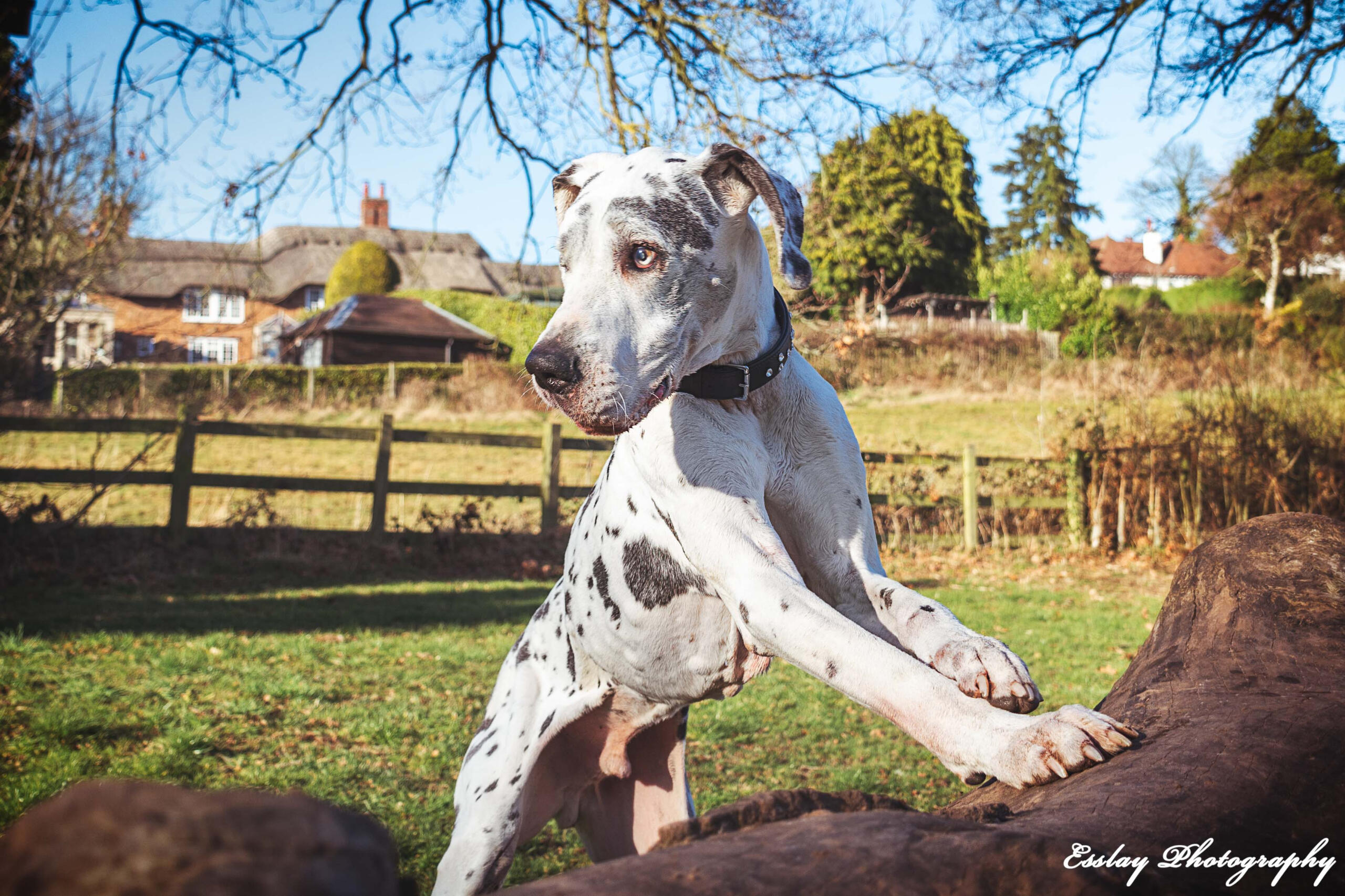 Great Dane on a log