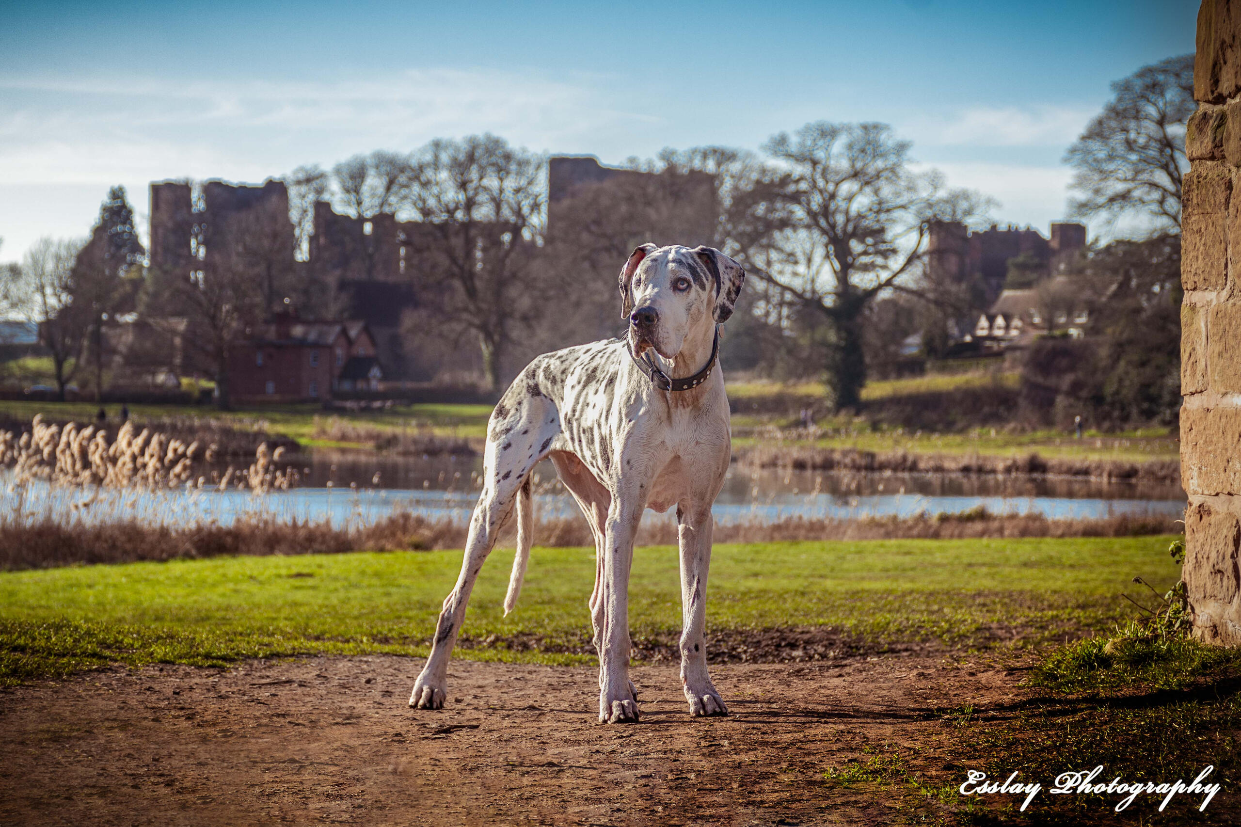 Great Dane in front of a Castle