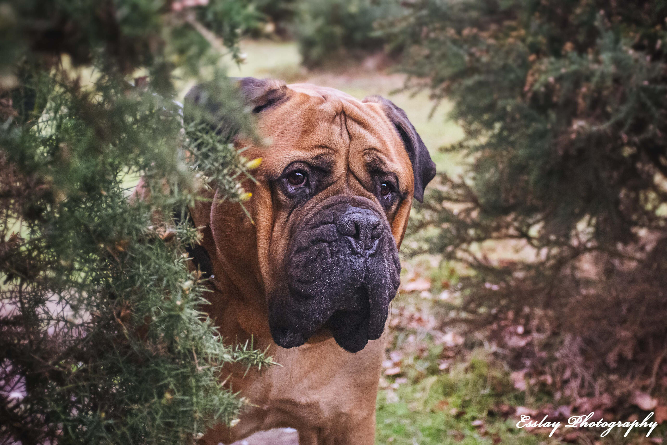 Great Dane in front of a Castle